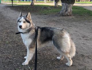 A half-wolf husky named Pulya from Rostov-on-Don warns fighters about drones
